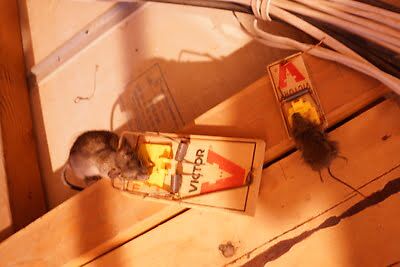 mouse trapping